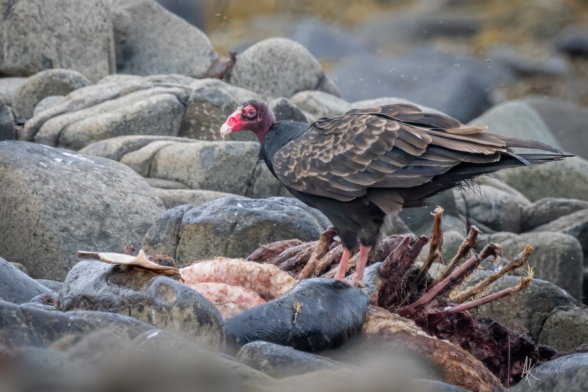 ヒメコンドル - ML646130643