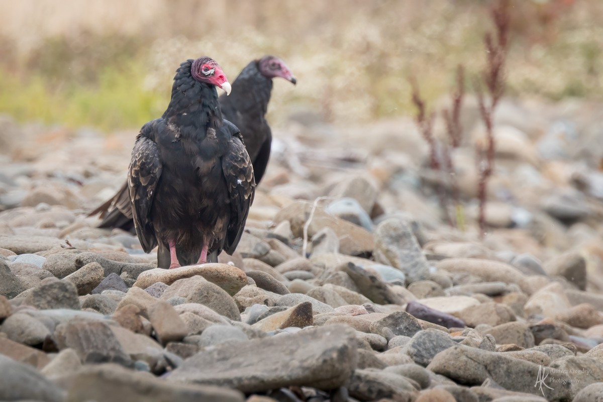 ヒメコンドル - ML646130644