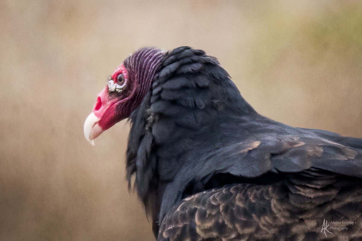 ヒメコンドル - ML646130645