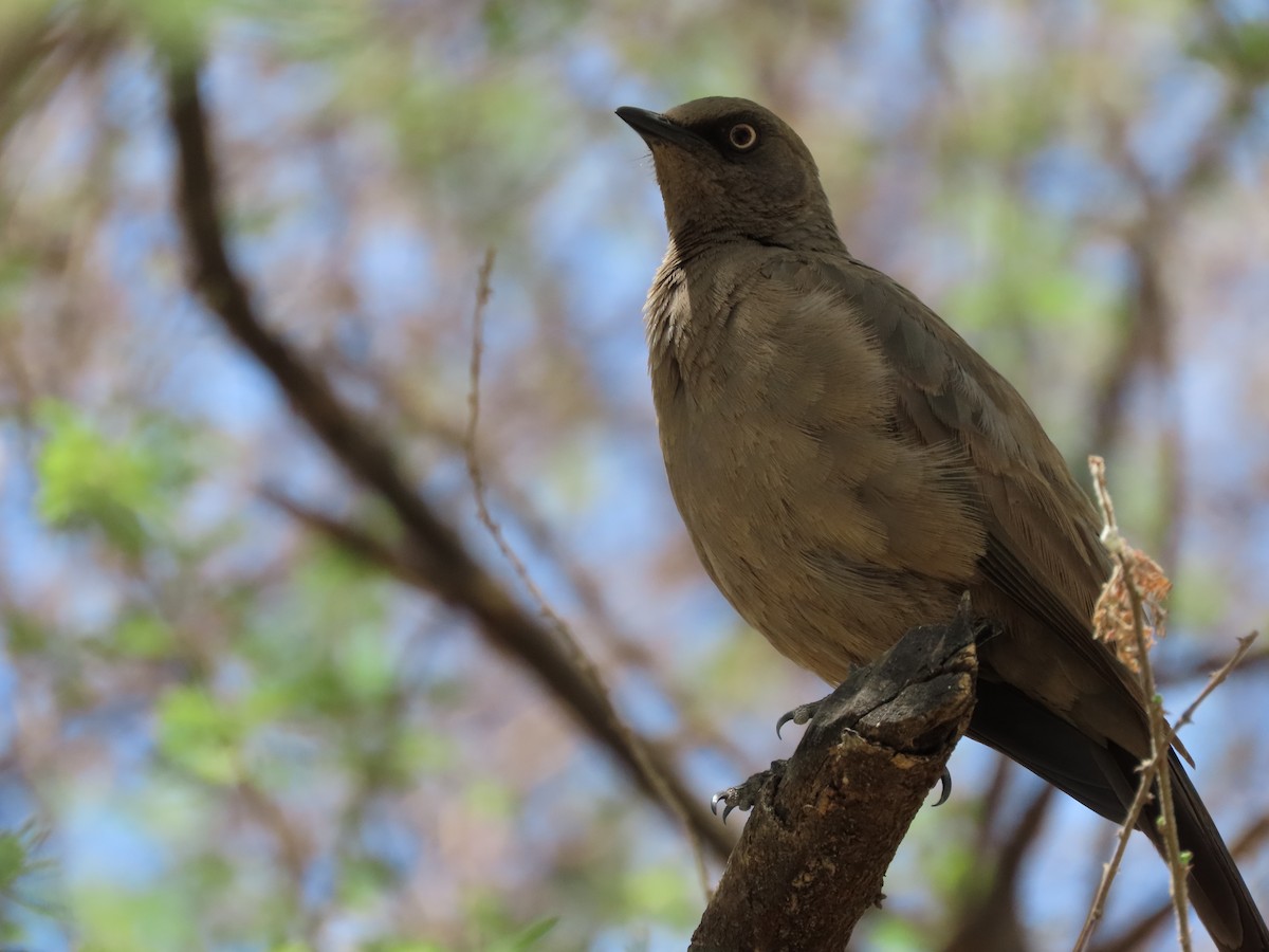 ハイイロオナガテリムク - ML646130646