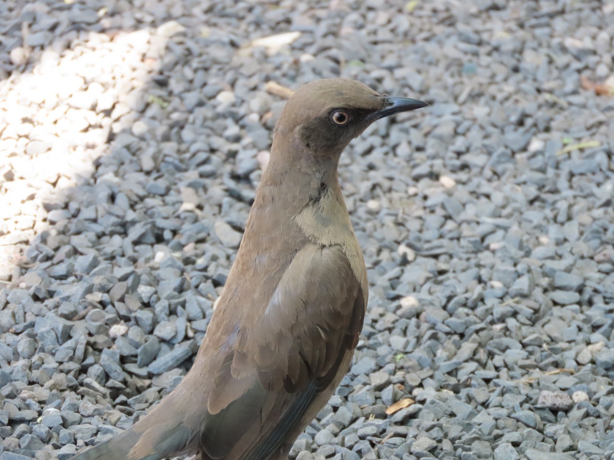 ハイイロオナガテリムク - ML646130647