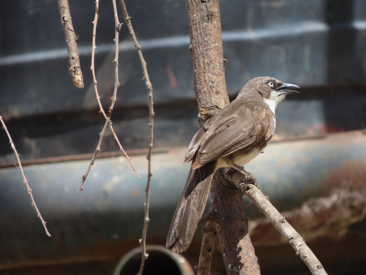 ハイイロオナガテリムク - ML646130648