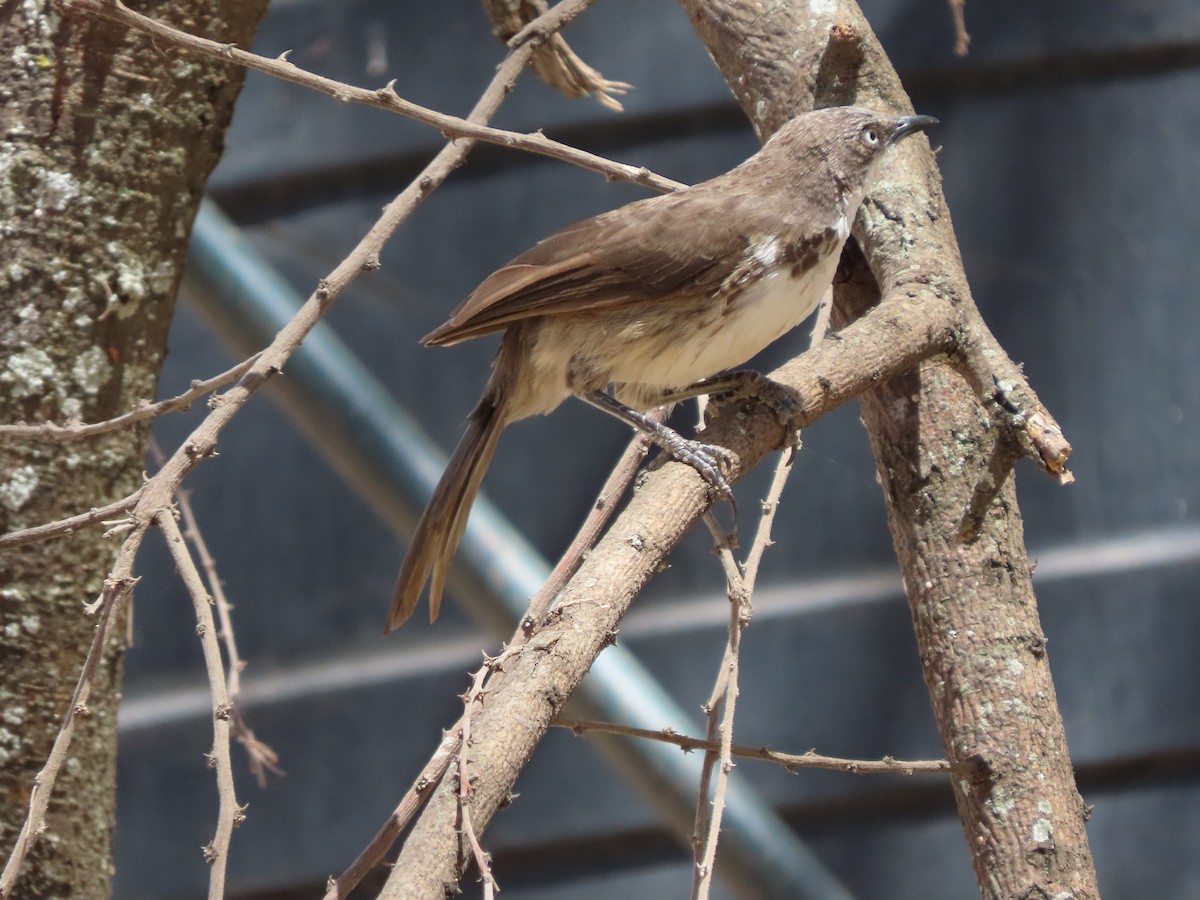 ハイイロオナガテリムク - ML646130649