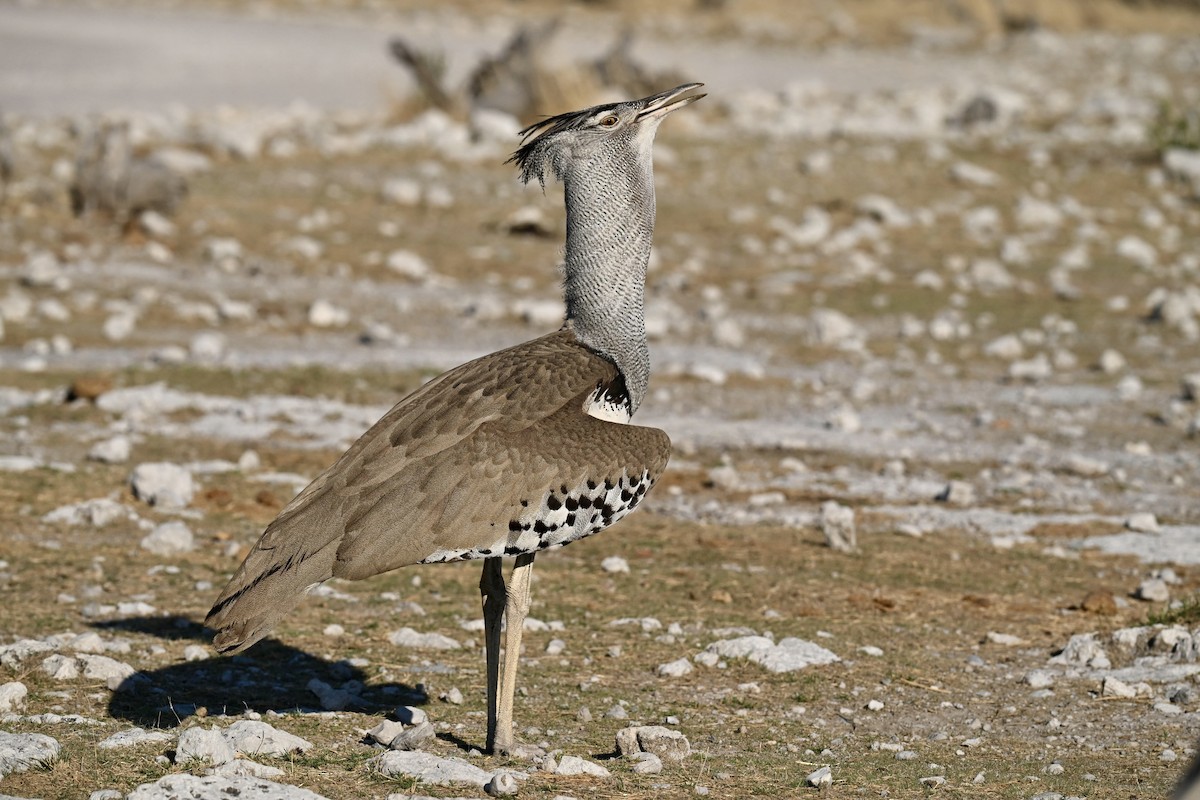 Kori Toyu - ML646130670