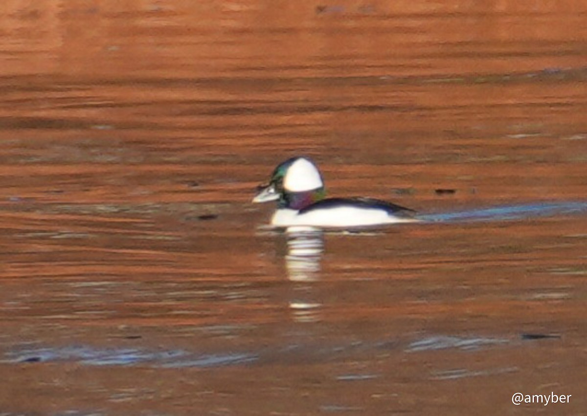 Bufflehead - ML646130671