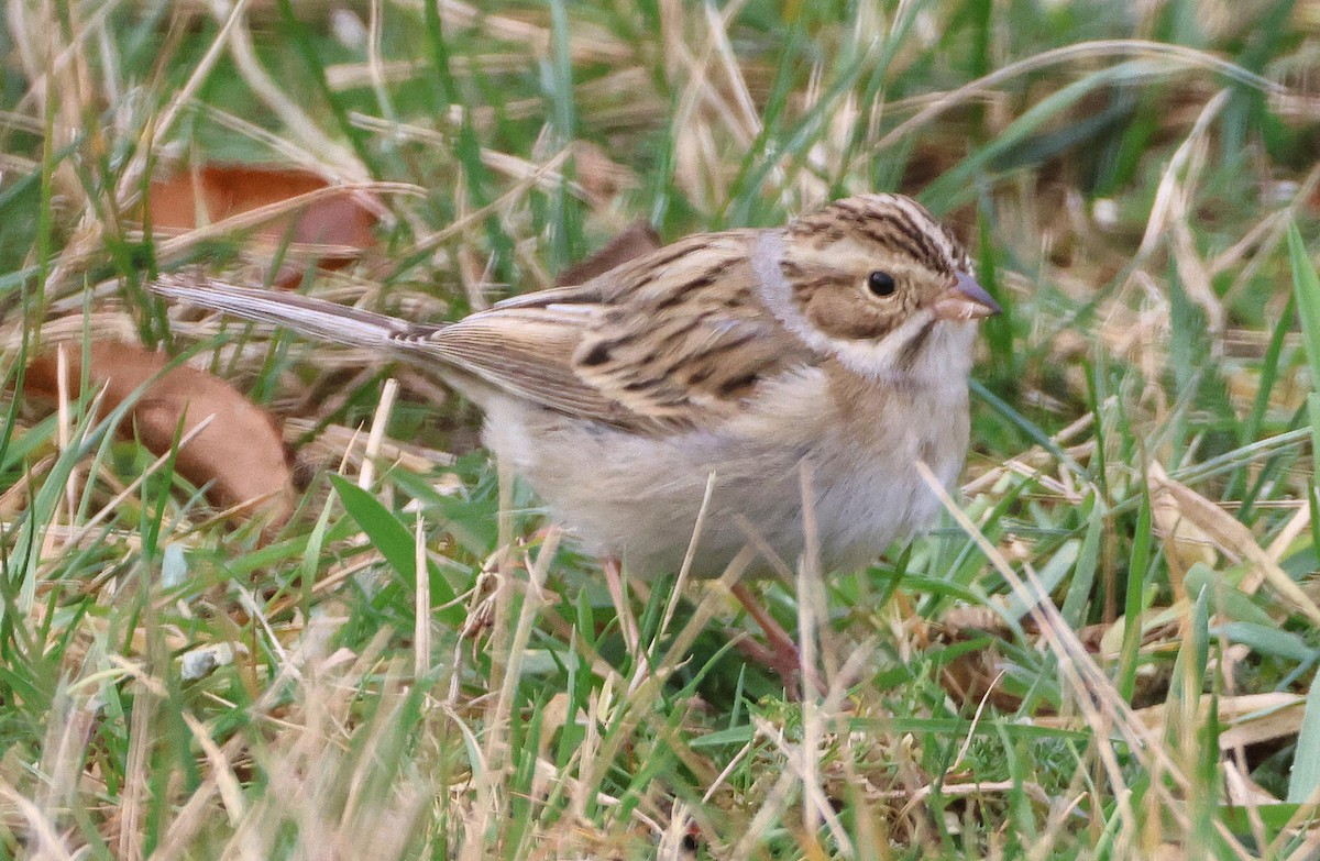 Clay-colored Sparrow - ML646130672
