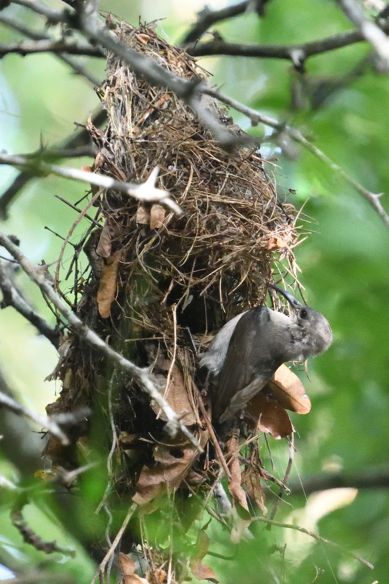 Suimanga Ratonil - ML646130673