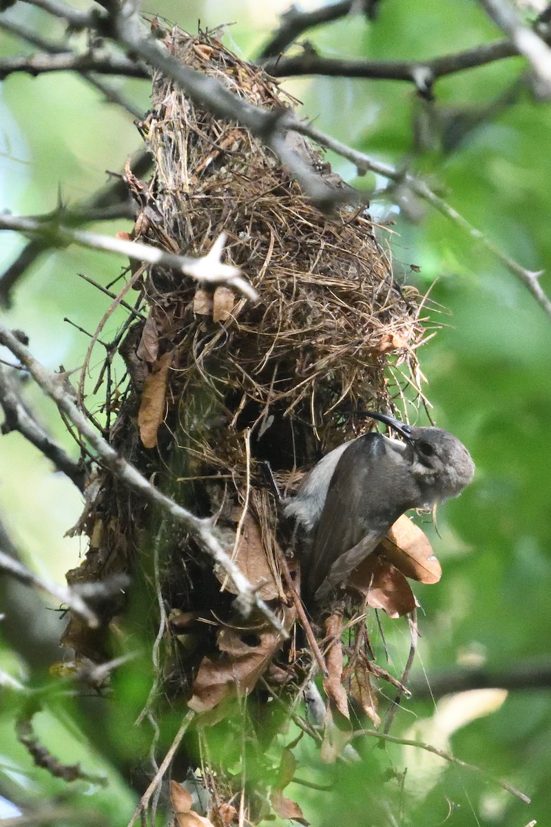 Suimanga Ratonil - ML646130674