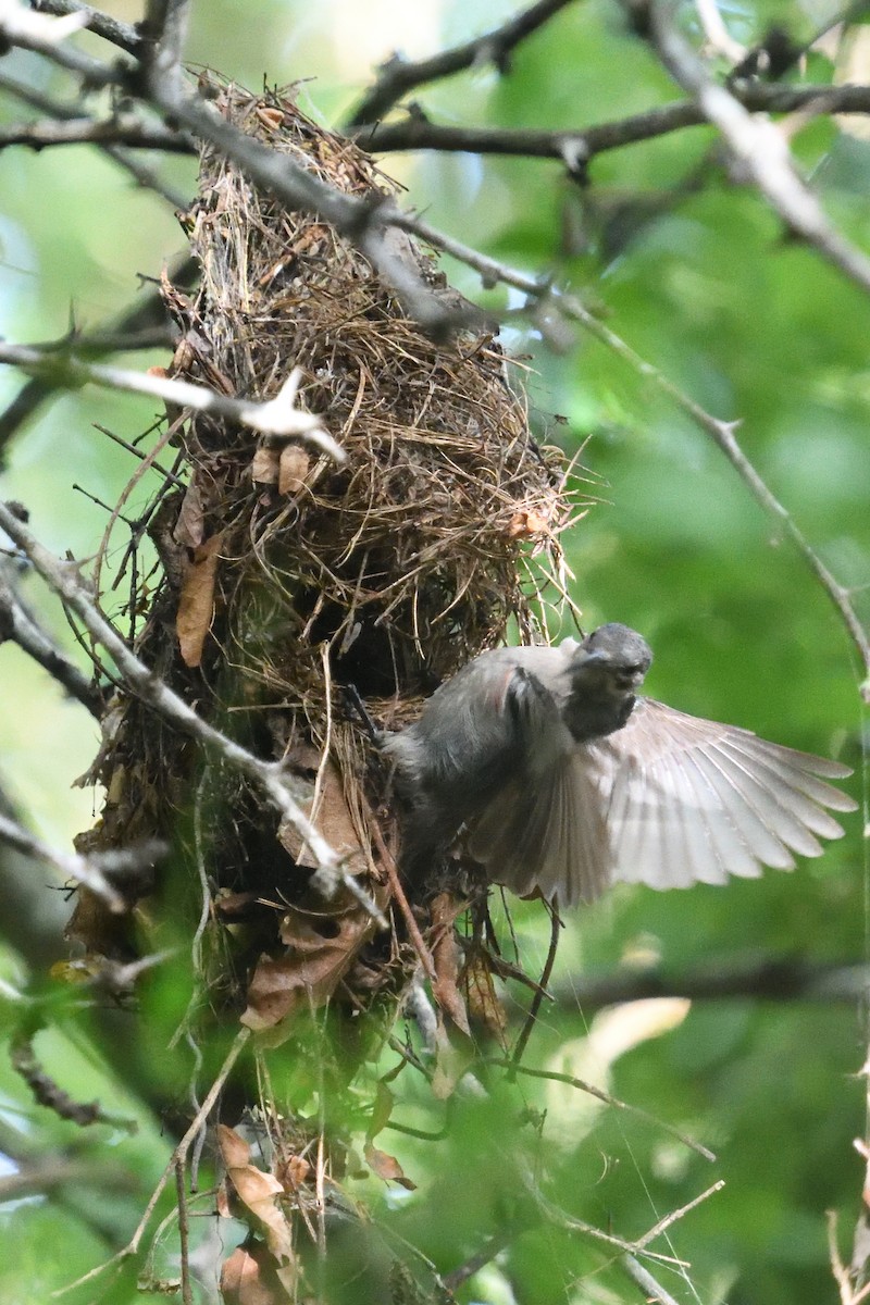 Suimanga Ratonil - ML646130675