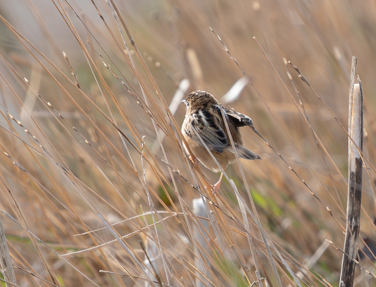 cistussanger - ML646130687