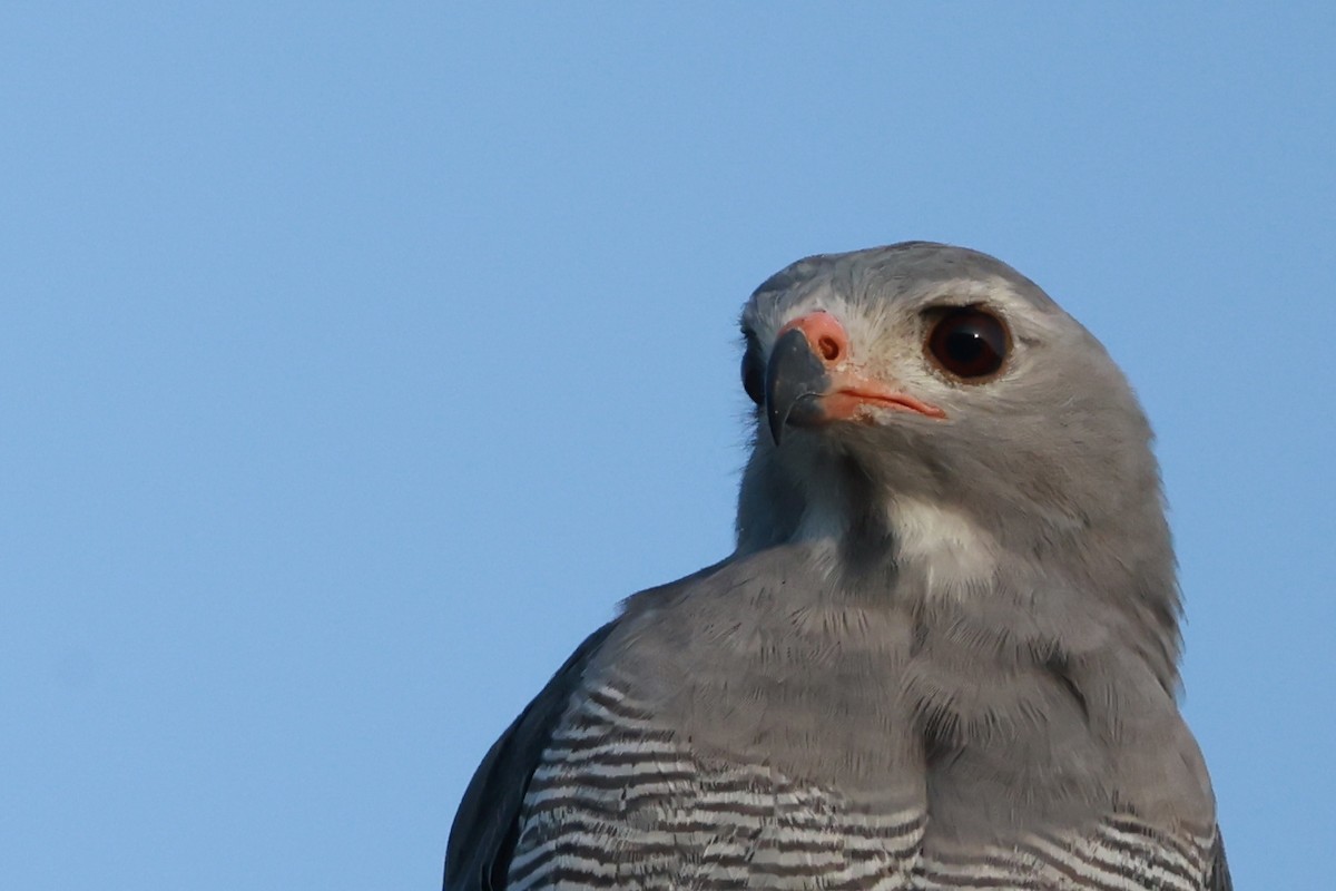 Lizard Buzzard - ML646130693