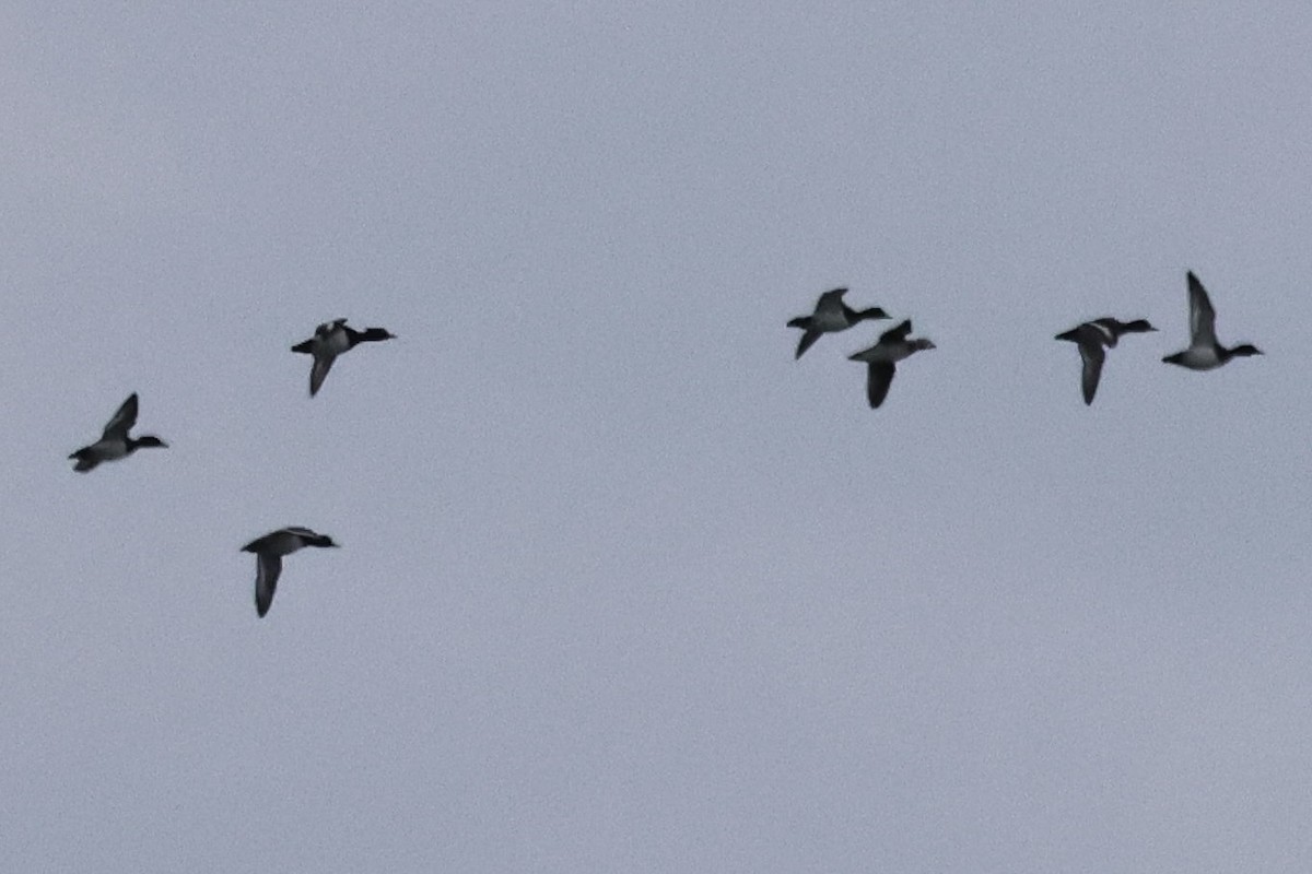 hoholka lední - ML646130695