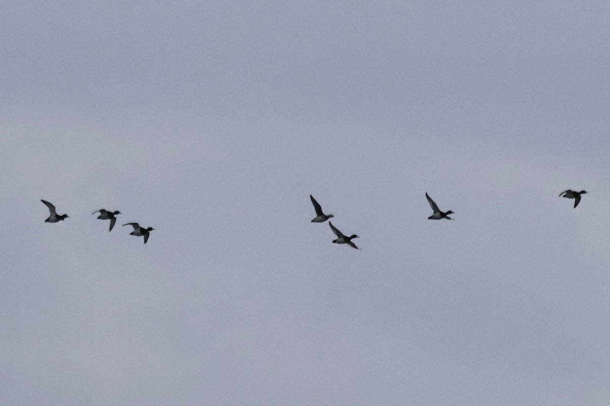 hoholka lední - ML646130696