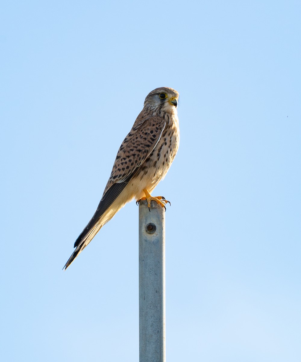 tårnfalk - ML646130702