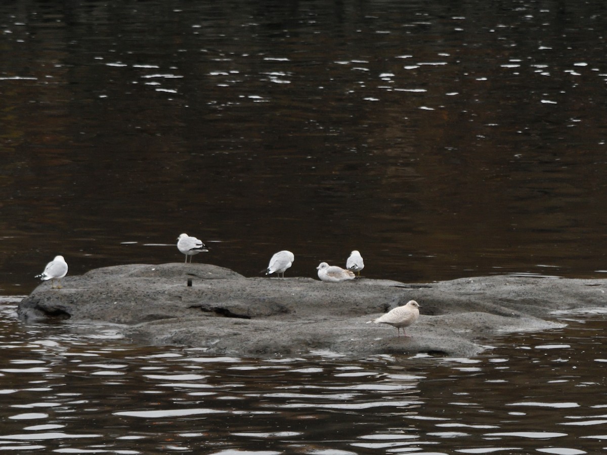 Iceland Gull (kumlieni) - ML646130703