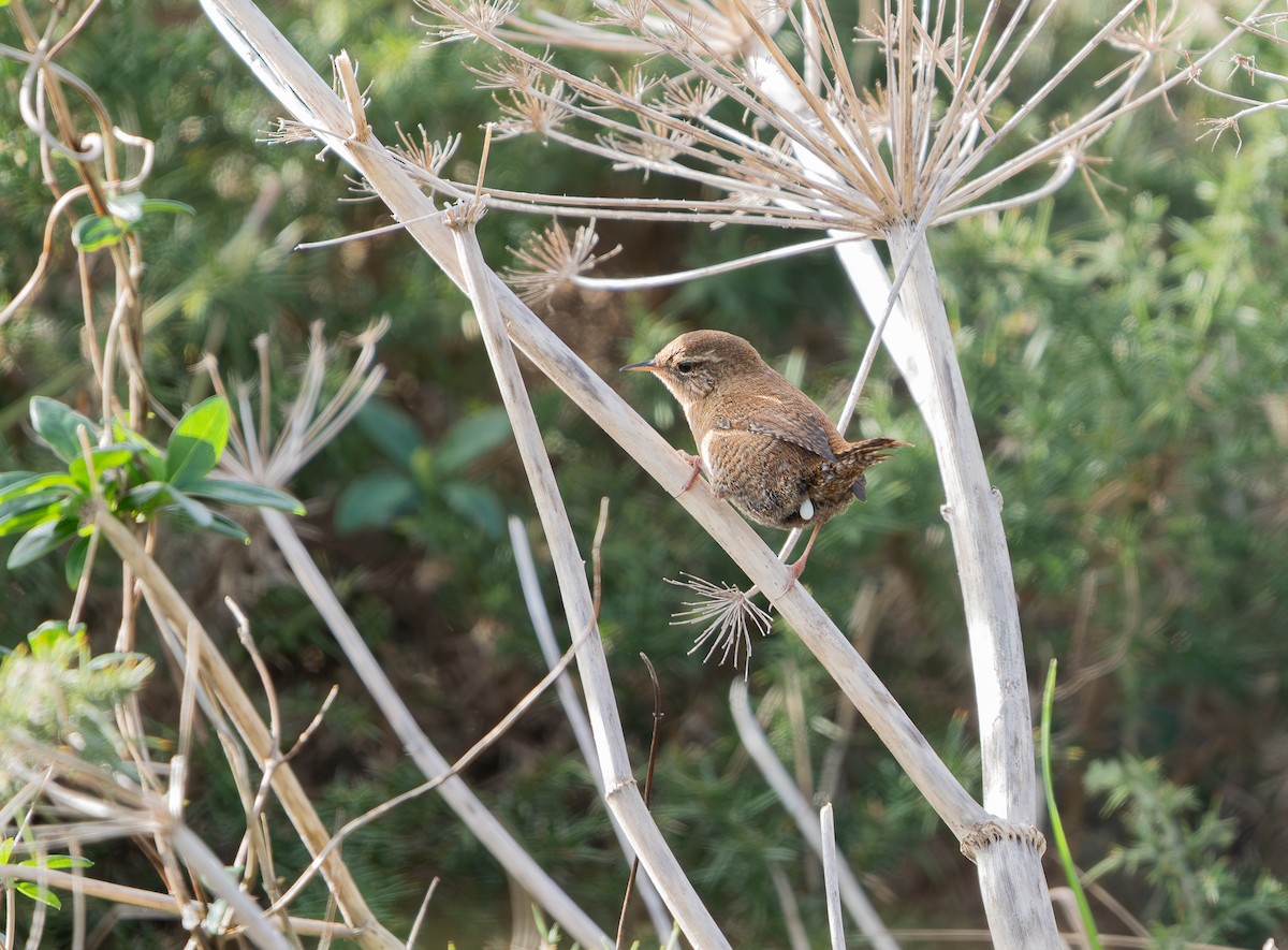 gjerdesmett - ML646130705