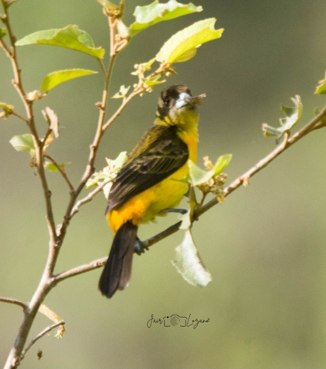 Flame-rumped Tanager - ML646130706