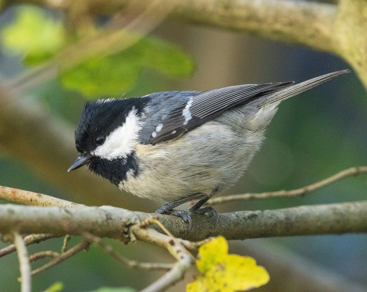 Coal Tit - ML646130707