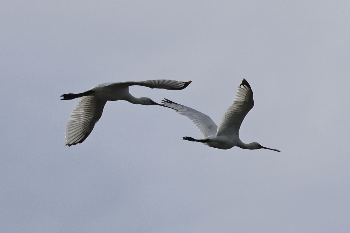 kolpík bílý - ML646130710