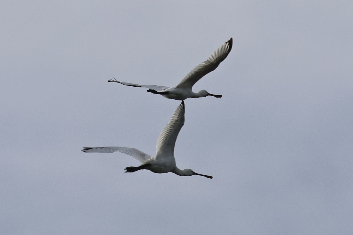 kolpík bílý - ML646130711