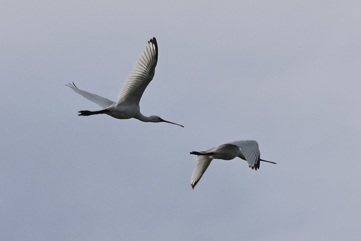 kolpík bílý - ML646130712