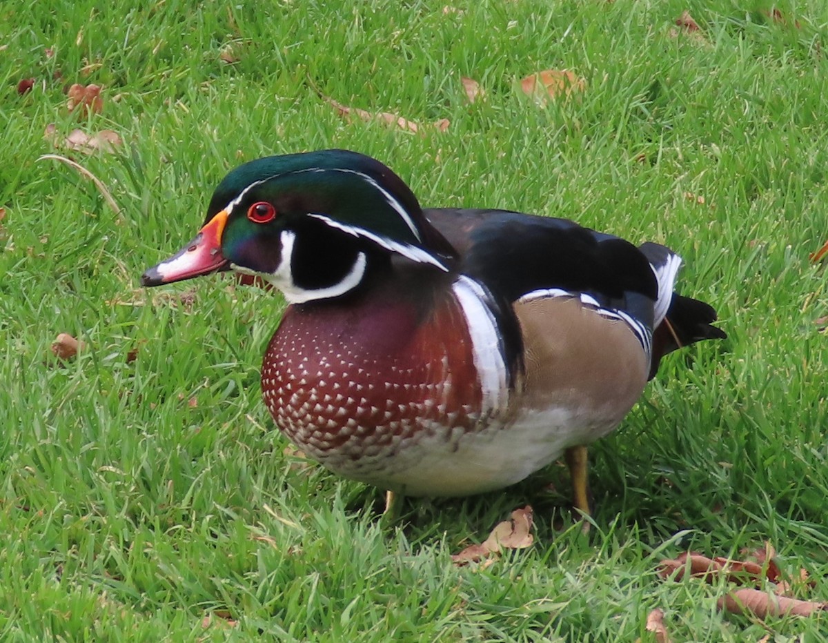 Canard branchu - ML646130715