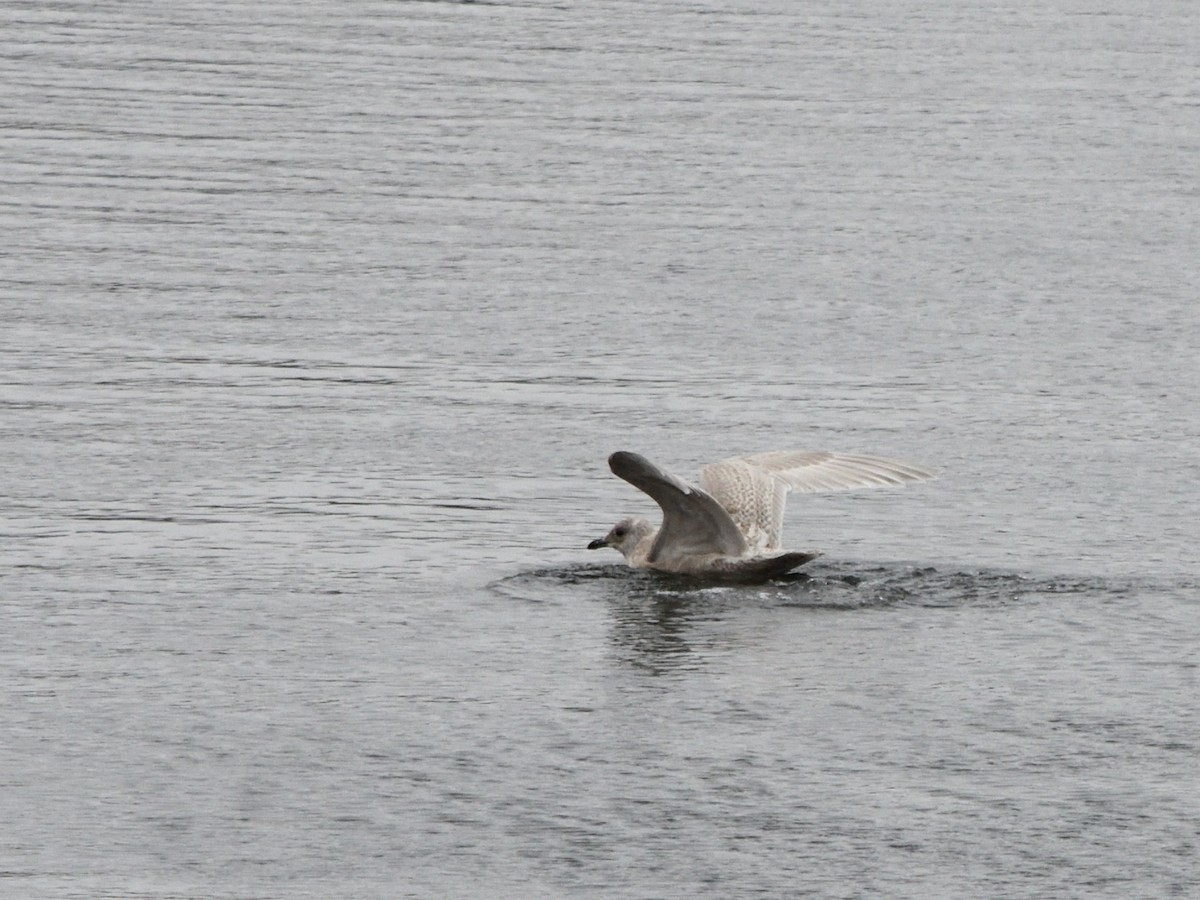 Iceland Gull (kumlieni) - ML646130719