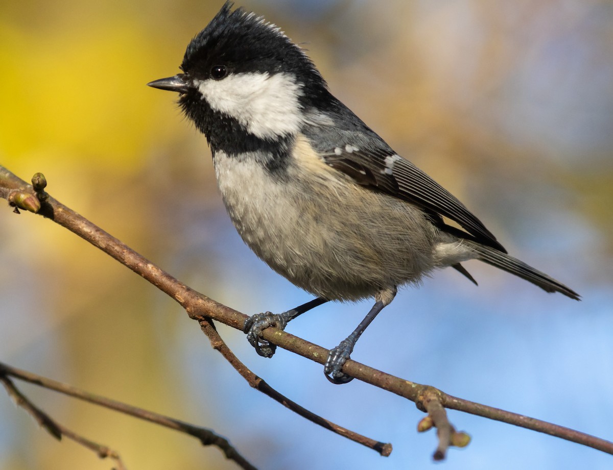 Coal Tit - ML646130720