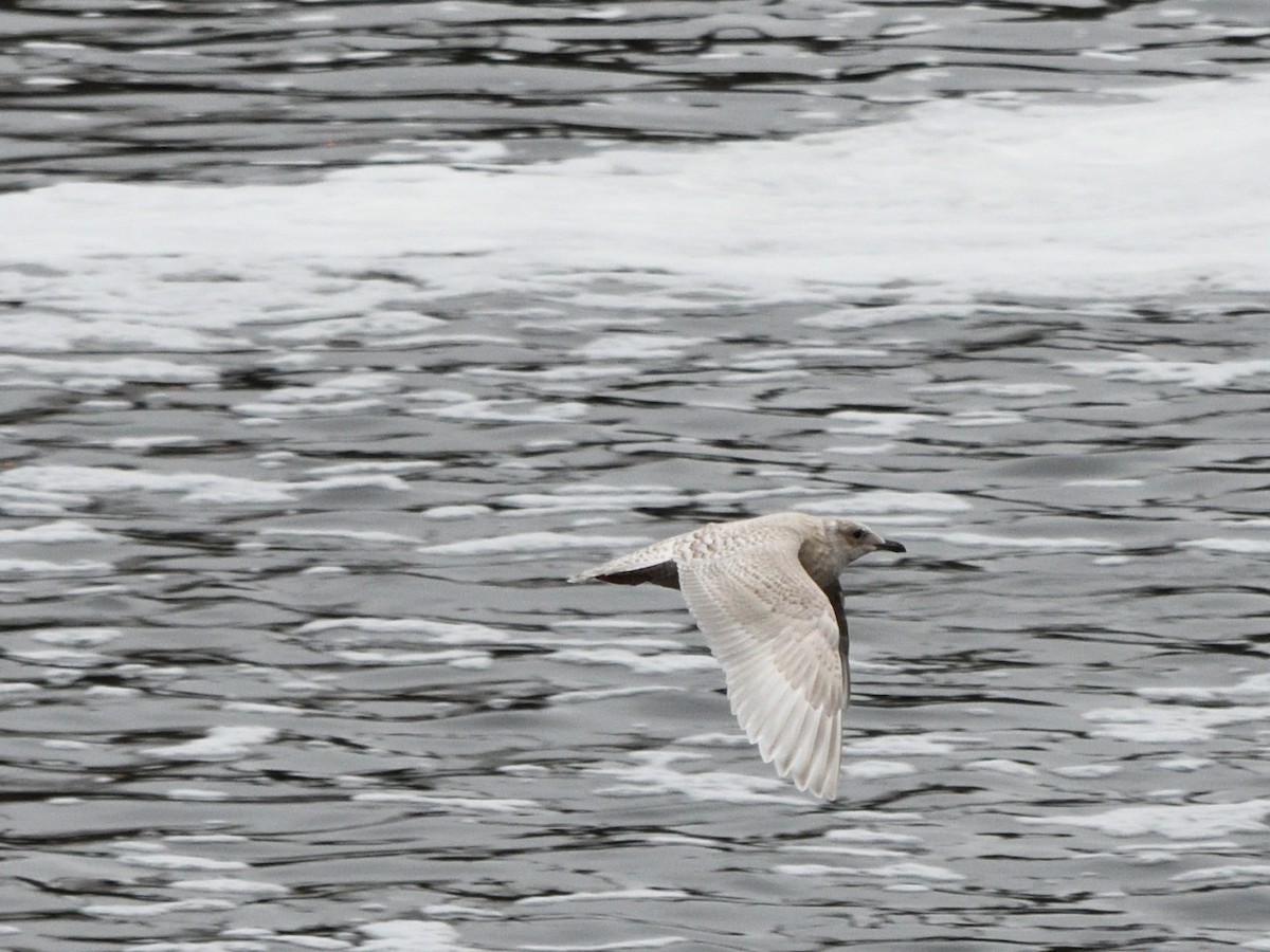 Iceland Gull (kumlieni) - ML646130721