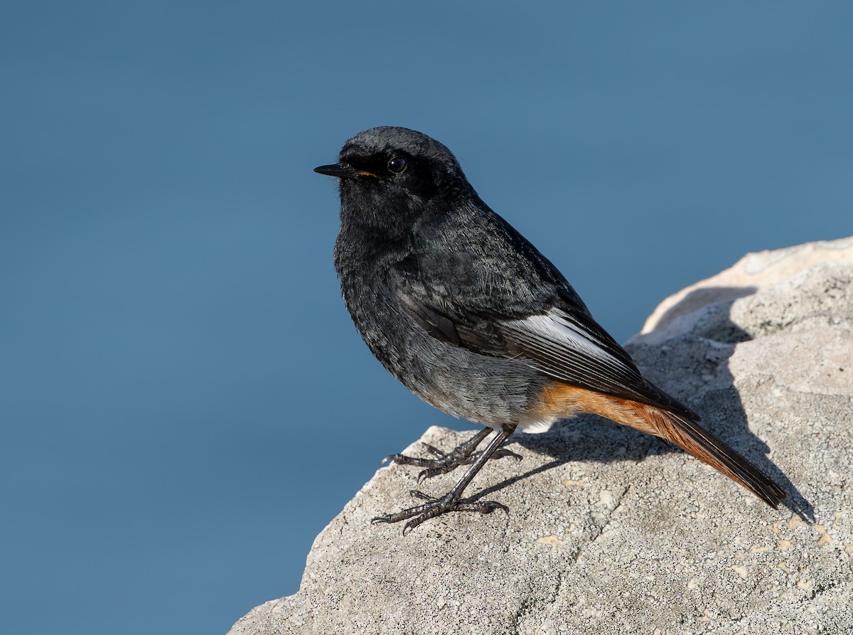 svartrødstjert - ML646130722