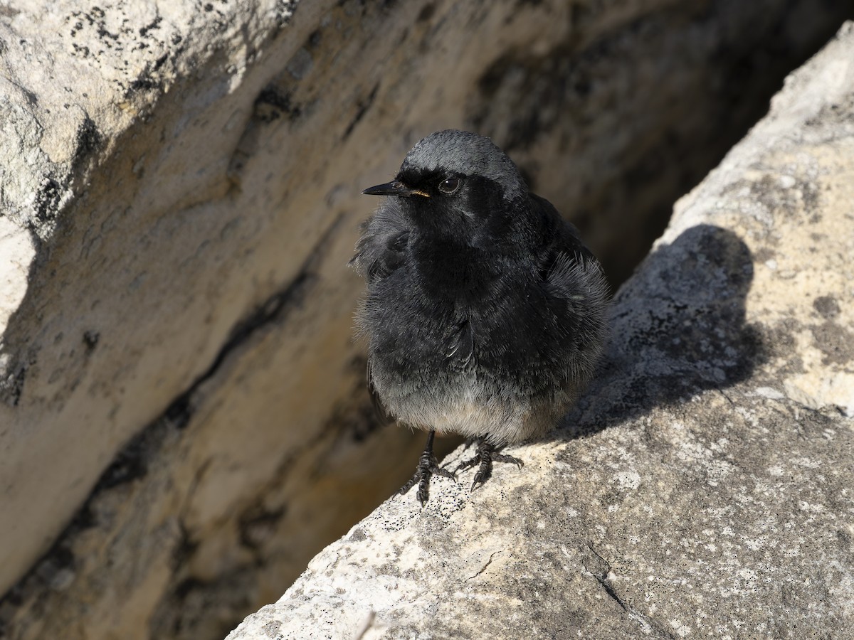 svartrødstjert - ML646130723