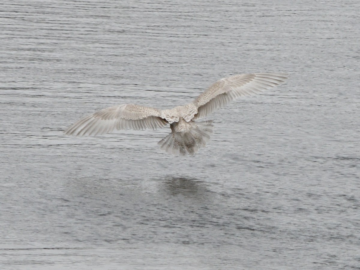 Iceland Gull (kumlieni) - ML646130724