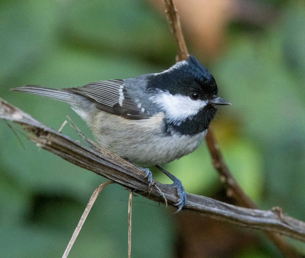 Coal Tit - ML646130726