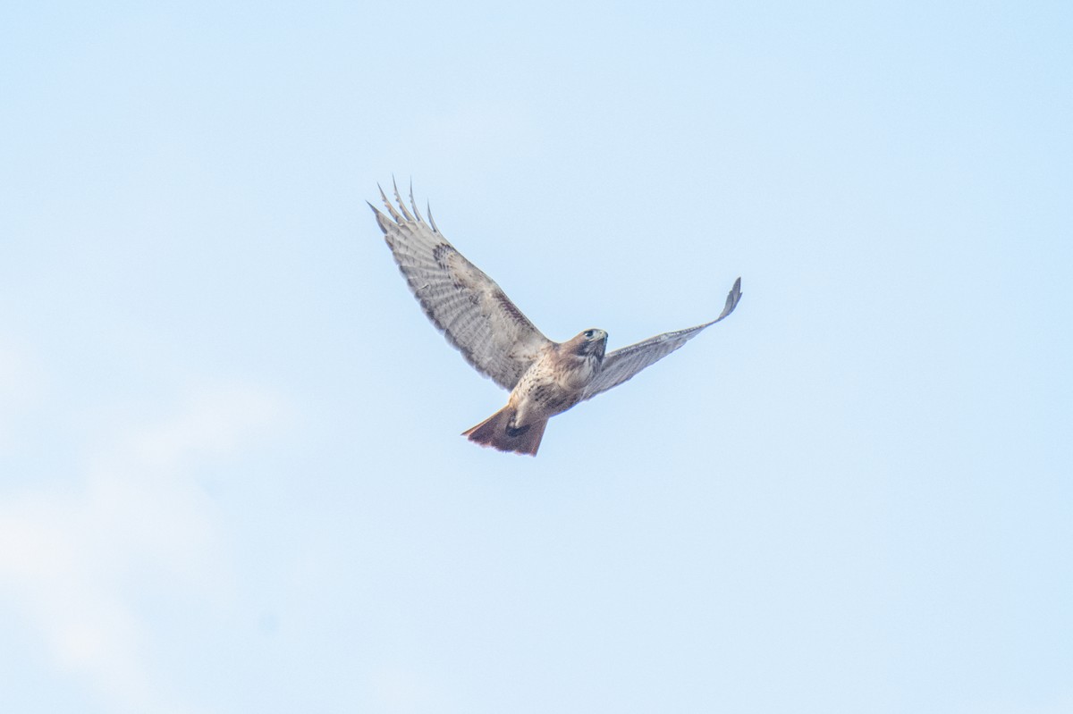 Red-tailed Hawk - ML646130727