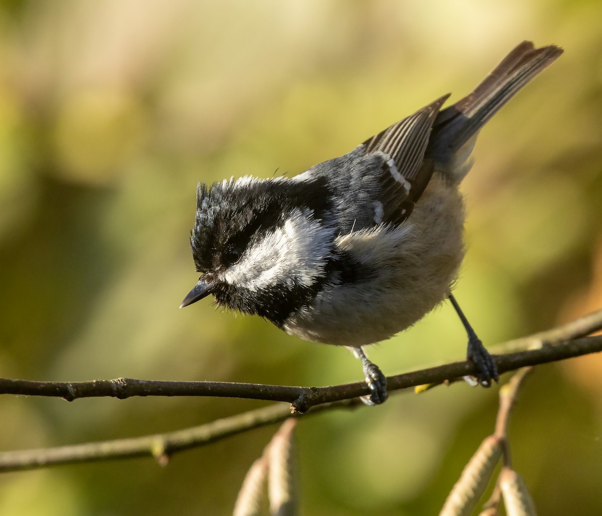 Coal Tit - ML646130730