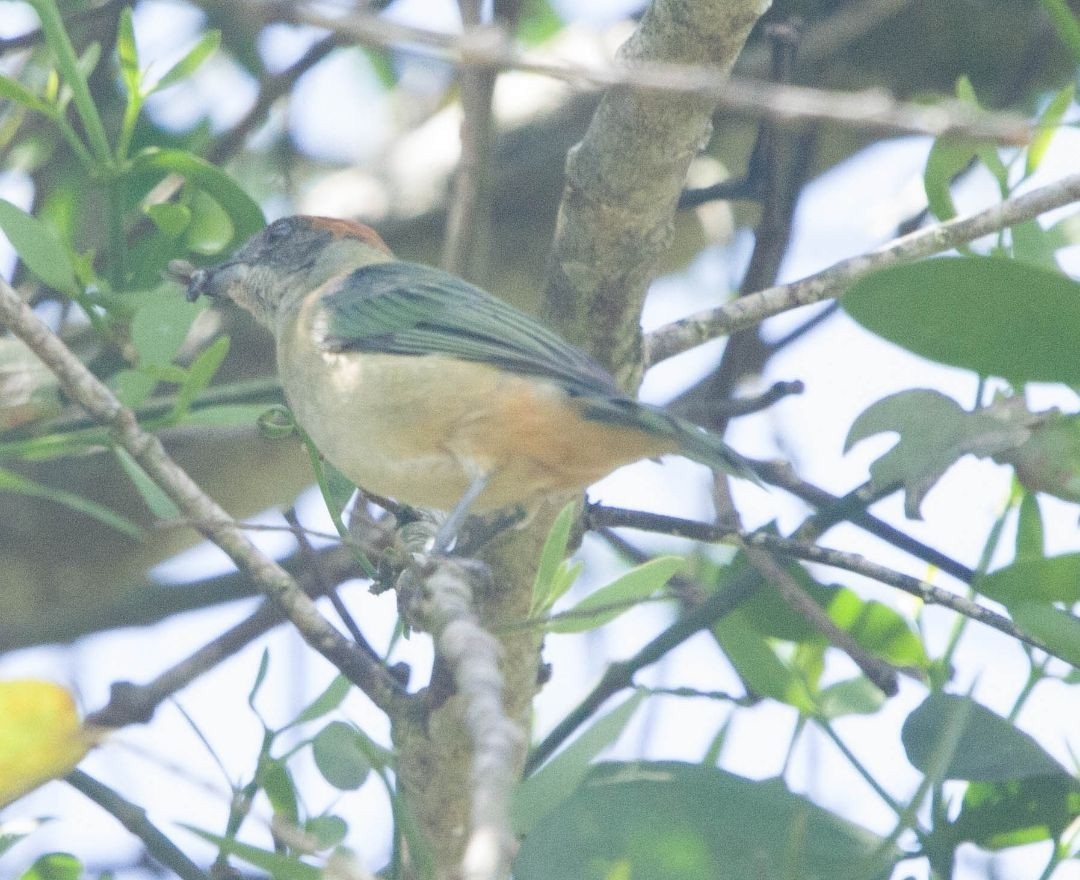 Scrub Tanager - ML646130741