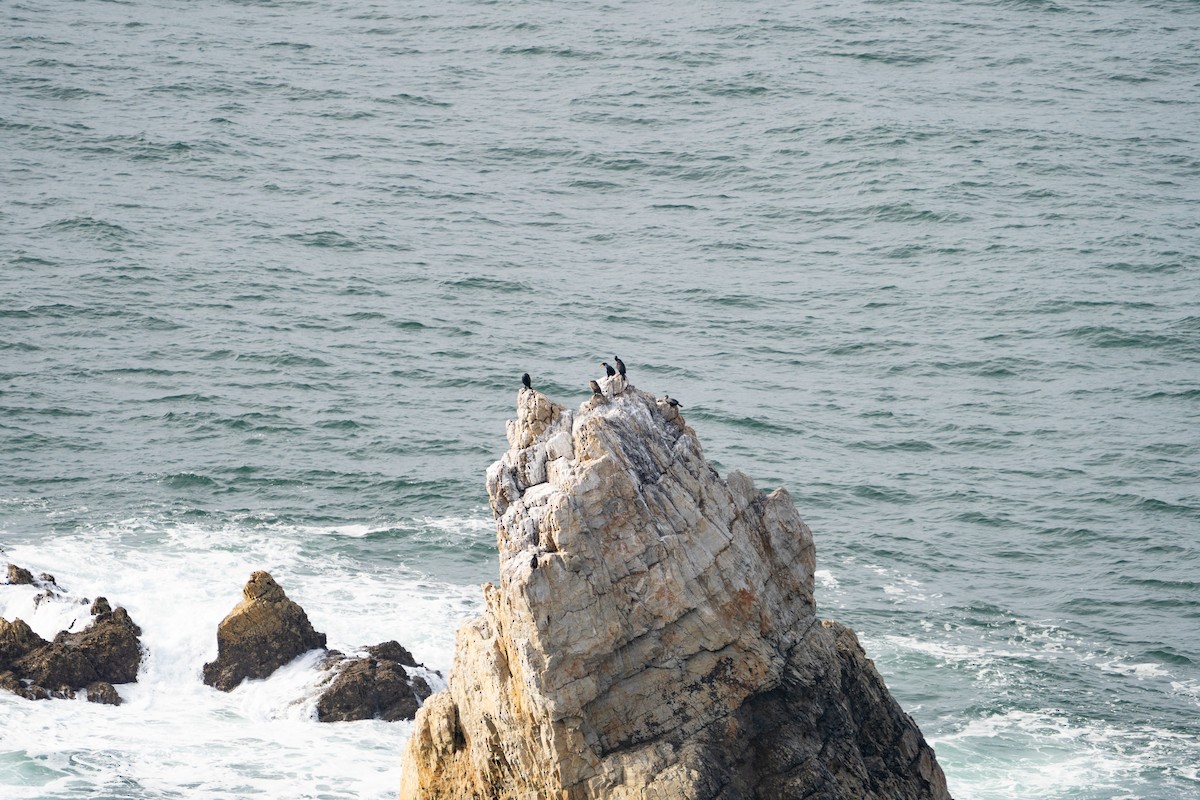 storskarv - ML646130751