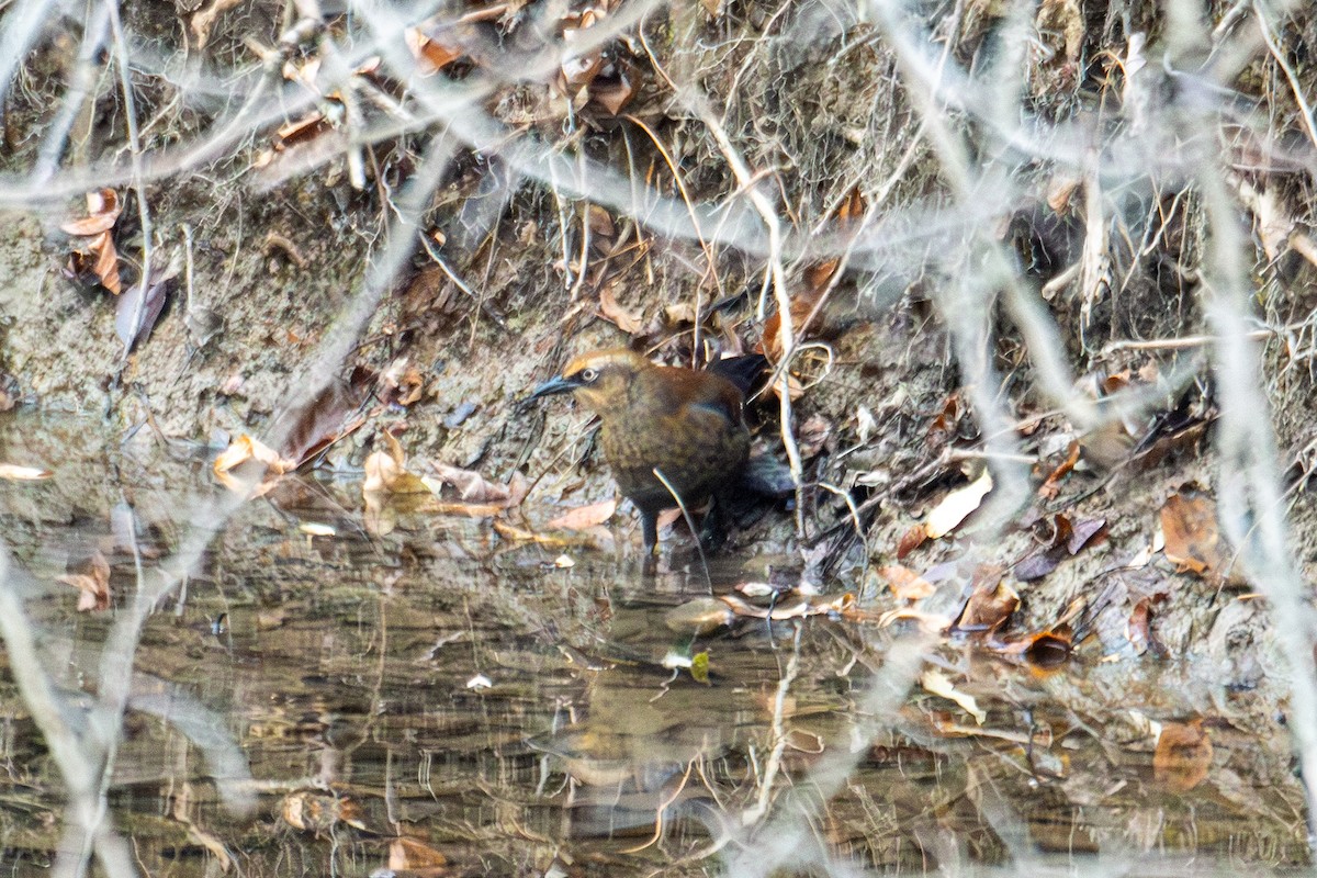 Rusty Blackbird - ML646130752