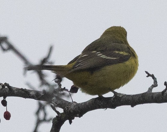 Western Tanager - ML646130753