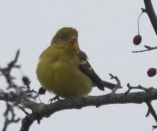 Western Tanager - ML646130754