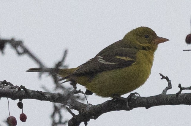 Western Tanager - ML646130755