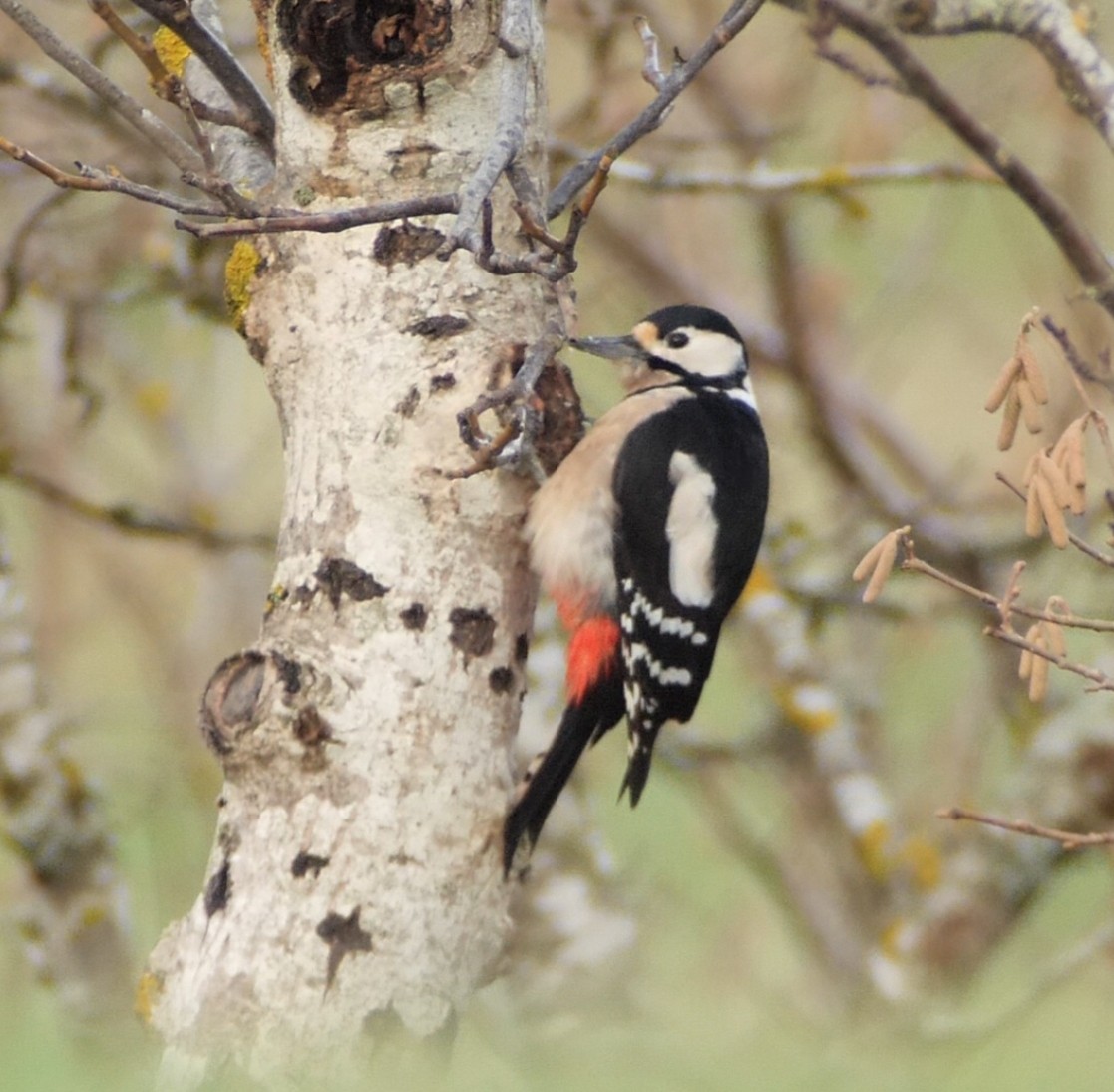 Great Spotted Woodpecker - ML646130756