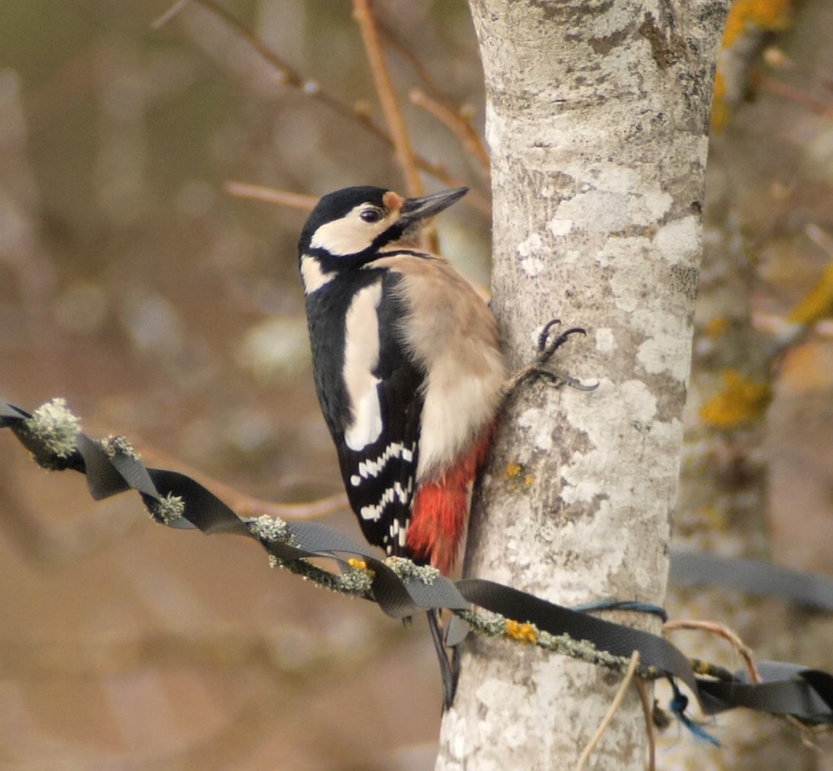 Great Spotted Woodpecker - ML646130757