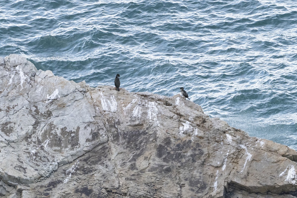 toppskarv - ML646130760