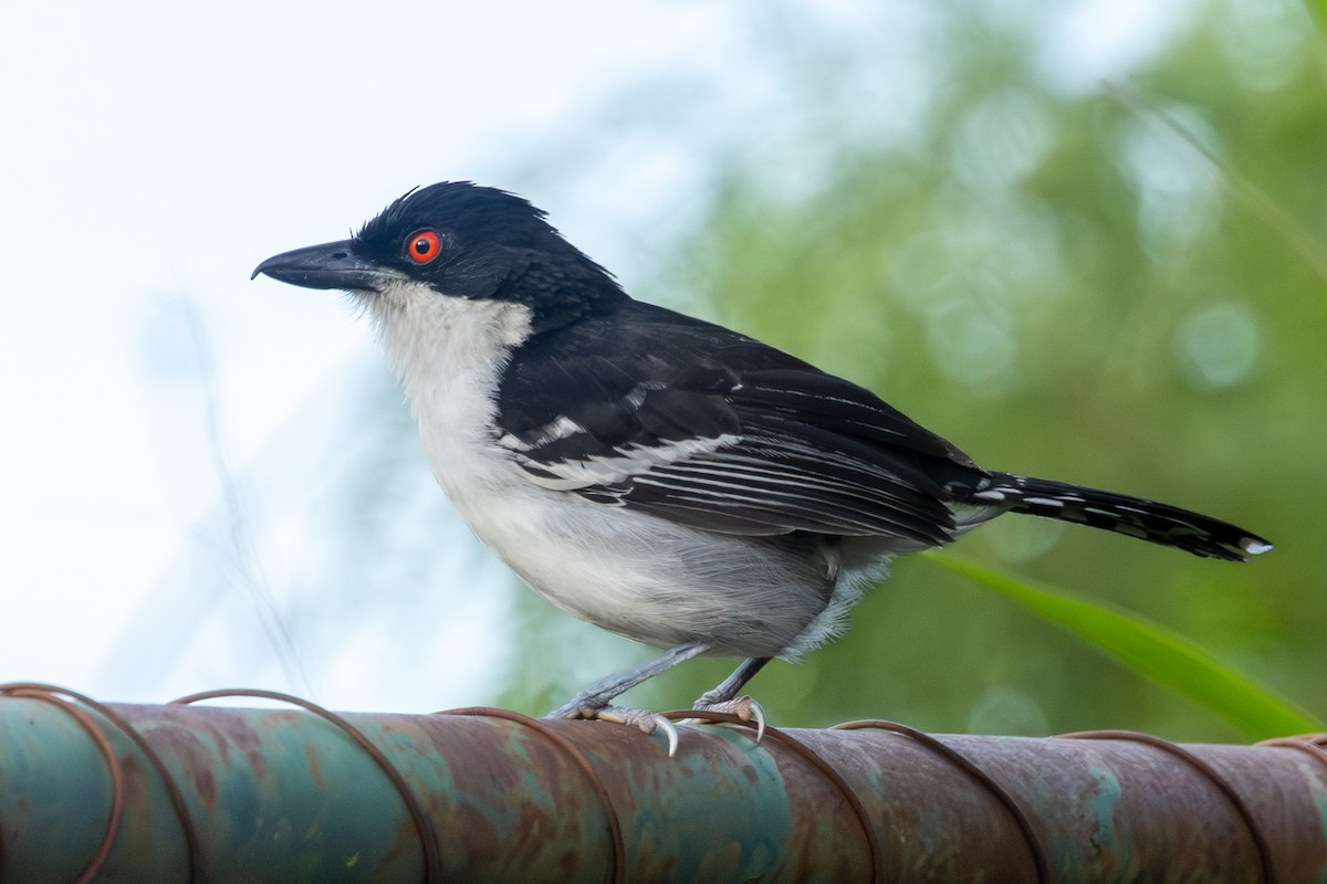 Great Antshrike - ML646130762