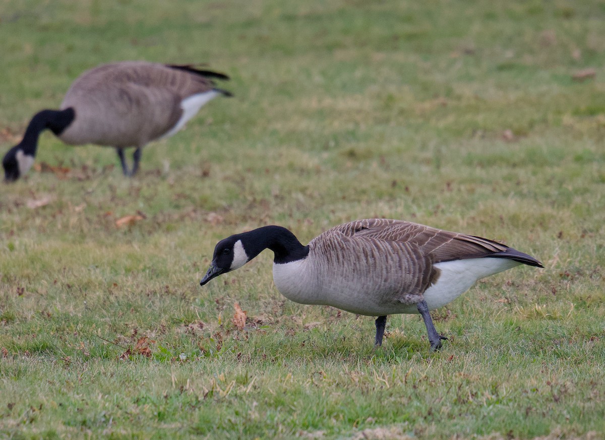 Canada Goose - ML646130764