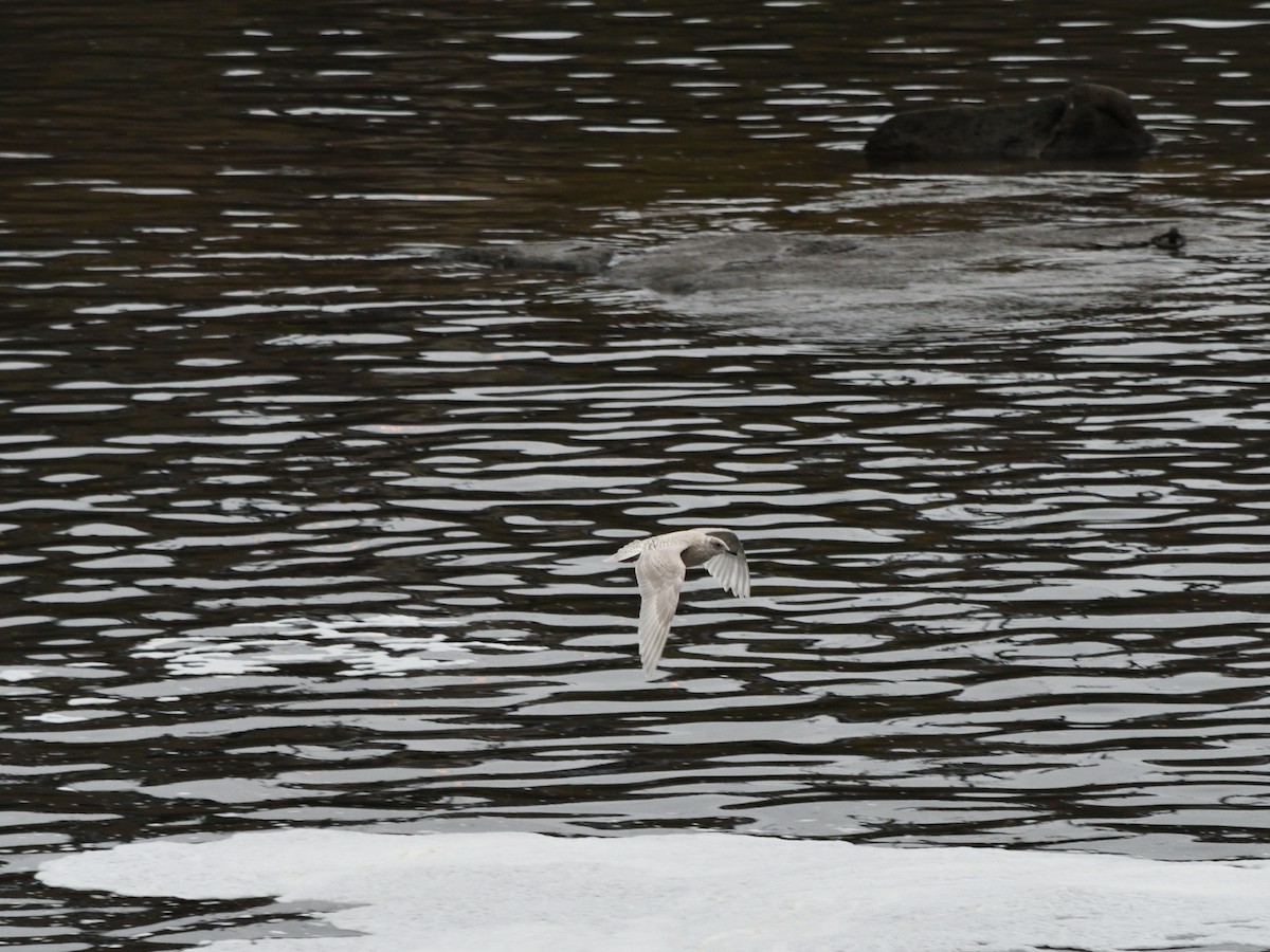 Iceland Gull (kumlieni) - ML646130766