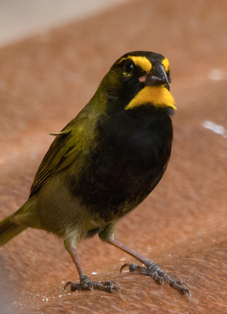Yellow-faced Grassquit - ML646130767