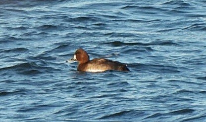 Common Pochard x Tufted Duck (hybrid) - ML646130768