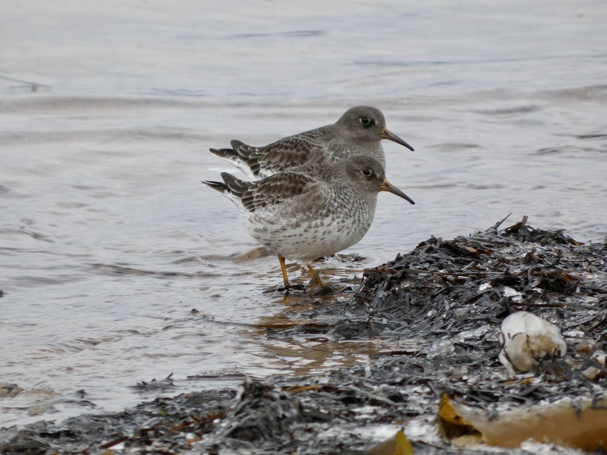 Purple Sandpiper - ML646130769